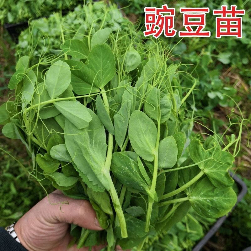 四川豌豆尖种子无须豌豆苗豌豆颠荷兰豆芽苗菜秋冬季田园蔬菜种籽豌豆