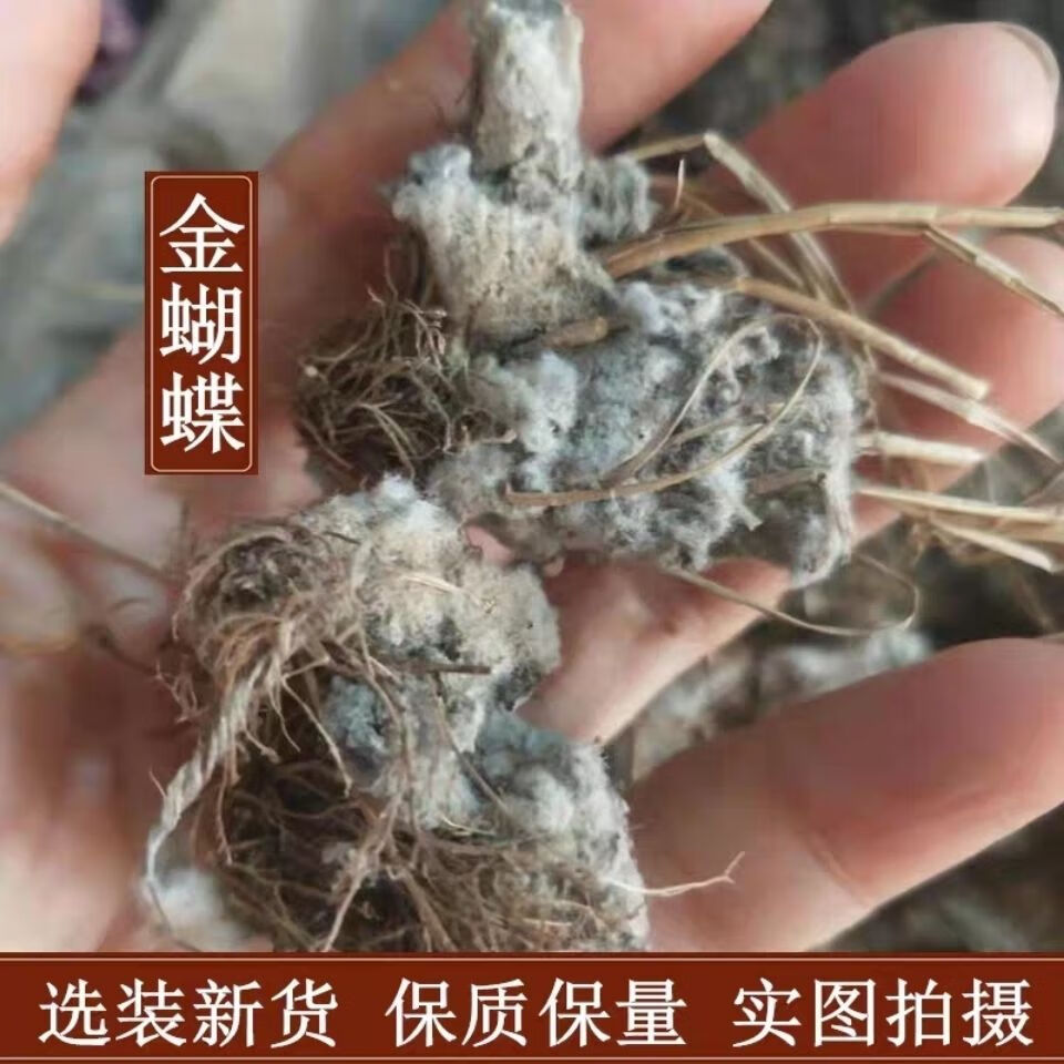 金蝴蝶500g中药材落地金钱锦地罗文钱红新鲜干货冷背奇专营500g