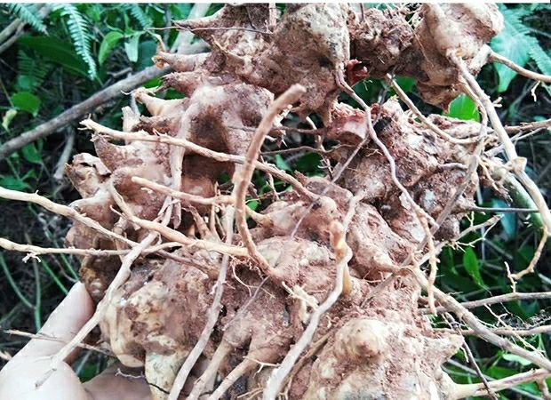 广东野生新鲜菝葜500克金刚刺金刚藤根拔葜菝契煲汤原