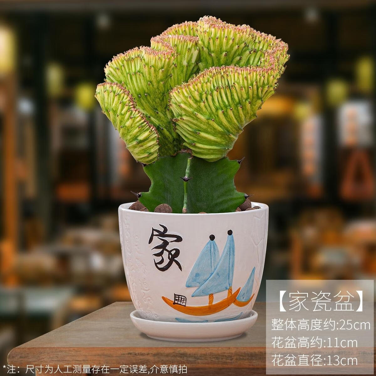 麒麟掌盆栽招财仙人掌室内客厅阳台吸甲醛防辐射净化空气绿植花卉彩
