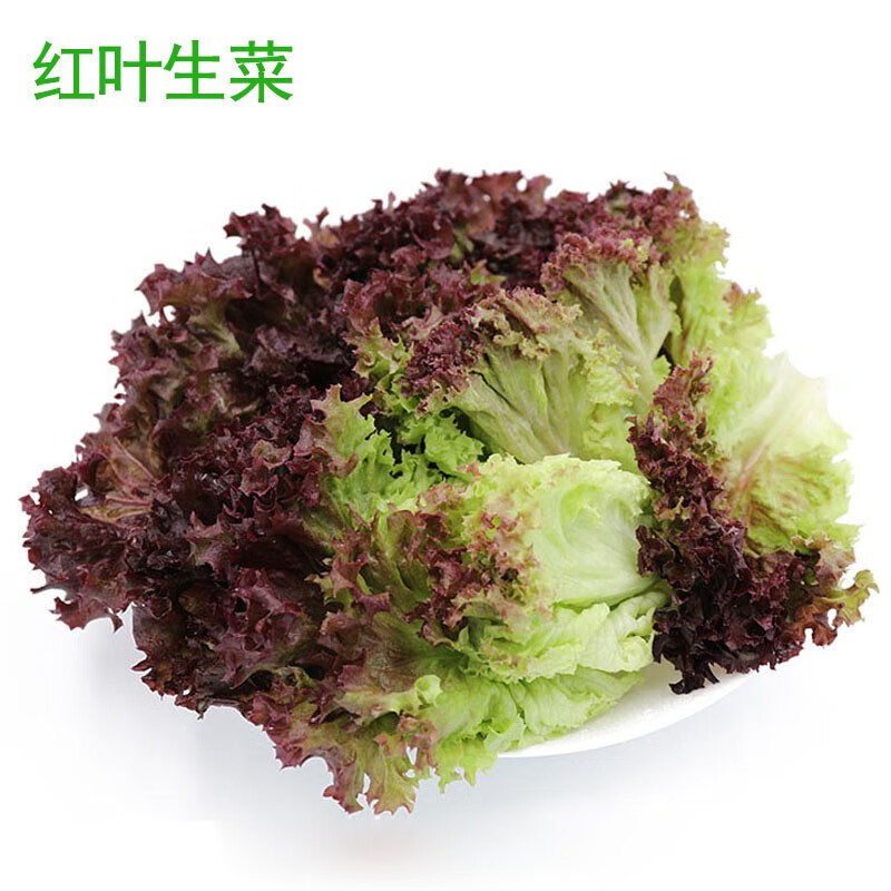 新鲜红叶生菜罗莎红紫叶生菜新鲜蔬菜沙拉食材即食生吃沙拉食材色拉菜