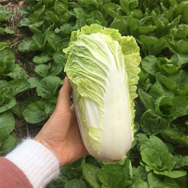 娃娃菜新鲜白菜新鲜黄心小白菜湖北新鲜时令蔬菜3斤5斤装5斤装娃娃菜