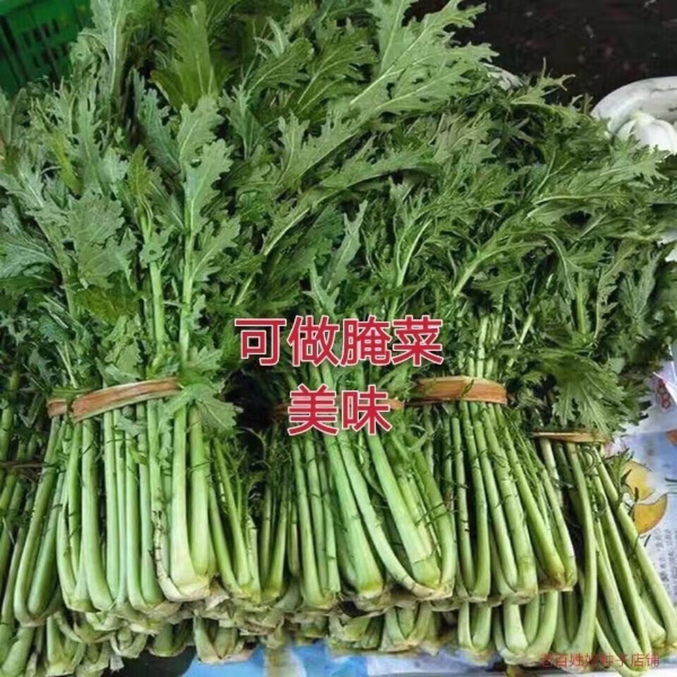 雪里蕻菜九头芥可腌制雪里红咸菜新鲜蔬菜 1斤【试吃装【图片 价格