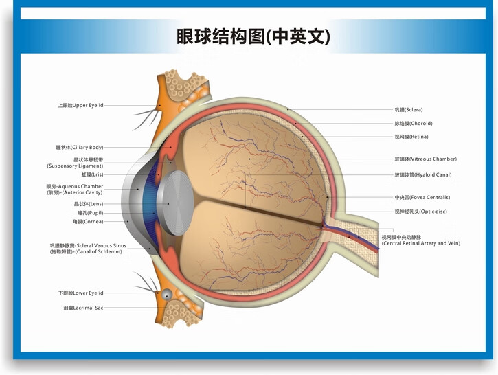 眼球解剖图结构图眼球的构造眼睛穴位按摩眼保健操眼科海报挂图眼球