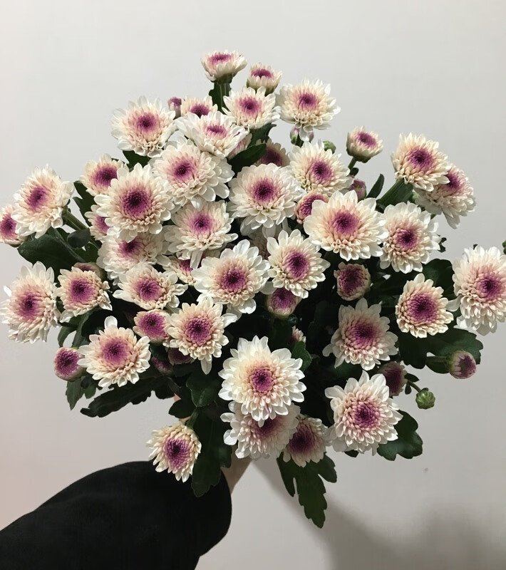 德骊嘉鲜花小雏菊新鲜昆明云南鲜花小菊花鲜花小邹菊家庭会议插花