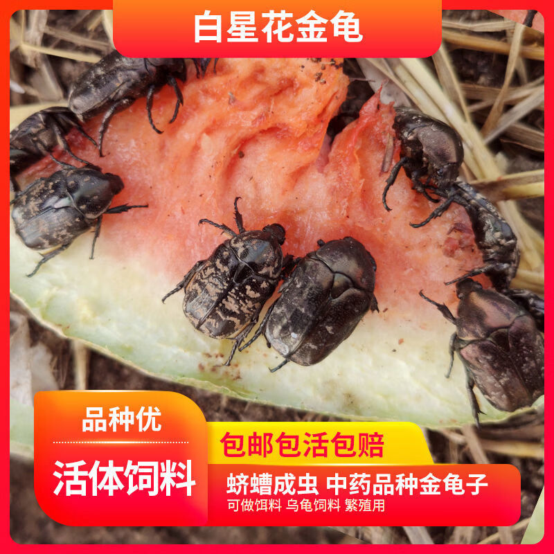 白星花金龟子繁殖用蛴螬成虫活体饲料乌龟喂养20只送乳胶手套一只