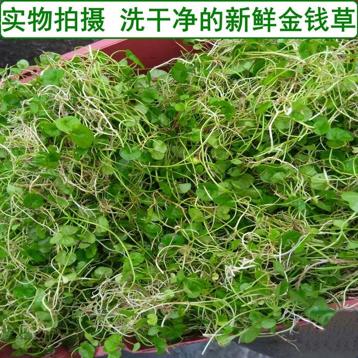 金钱草四川野生小叶金钱草茶干金钱草中草药材马蹄金500g1袋 青绿色