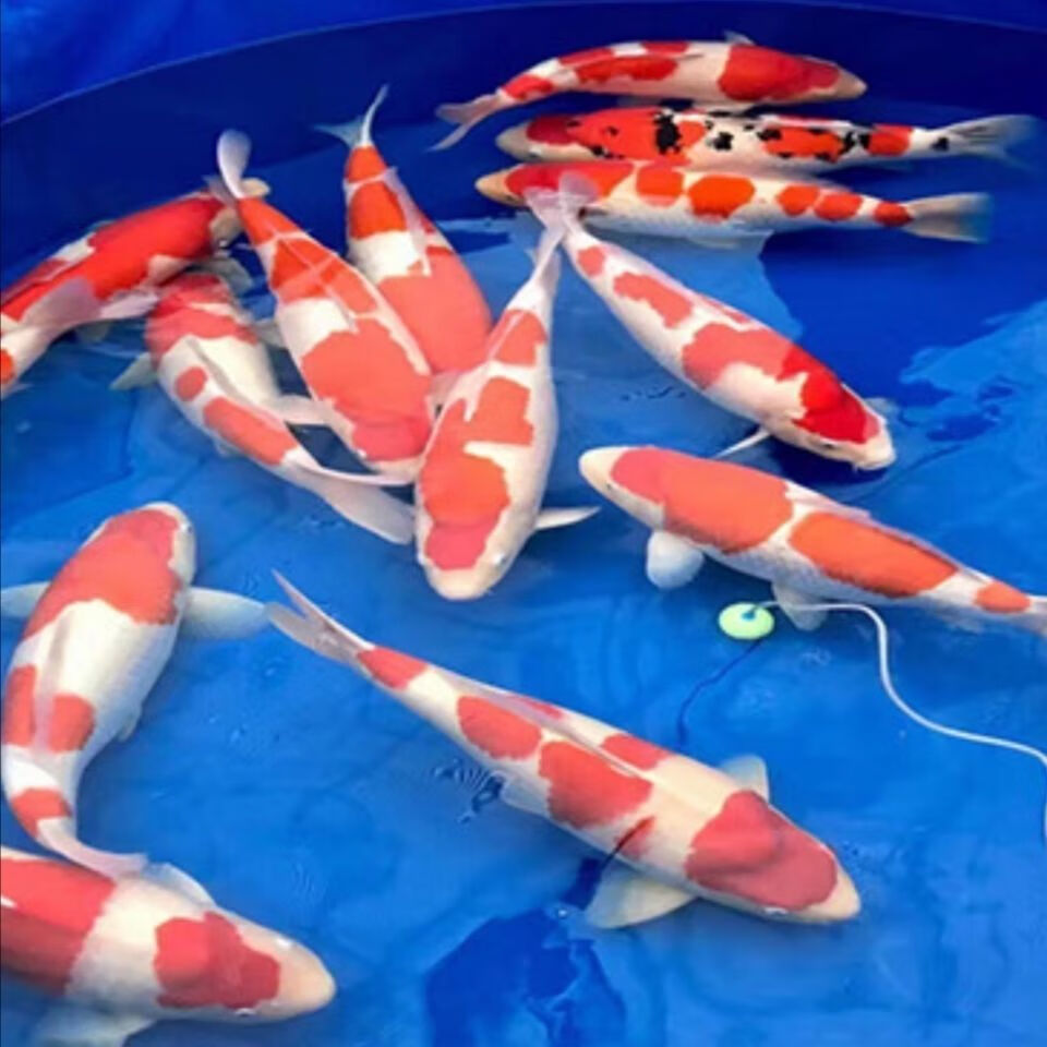 日本锦鲤活鱼纯种红白锦鲤大正三色锦鲤观赏鱼好养易活风水鱼混合随机