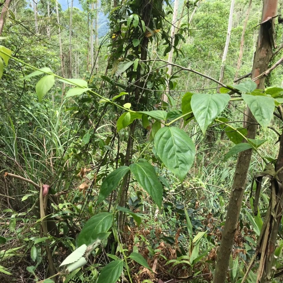 花初醒新鲜断肠草大茶藤胡蔓藤钩吻500克