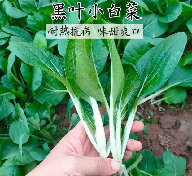 黑叶小白菜种子四季播叶菜油菜青菜籽阳台盆栽春秋季蔬菜种孑黑叶小