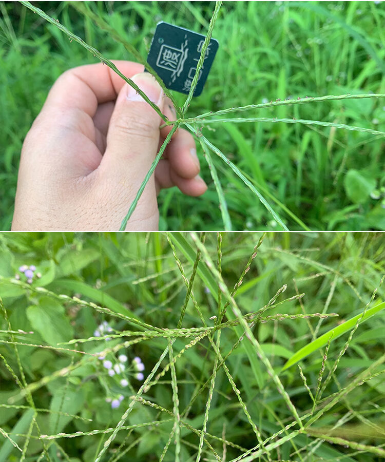 歌传马唐种子速生杂草危害发芽快恶性北方南方马塘夏秋播种毛马唐草籽