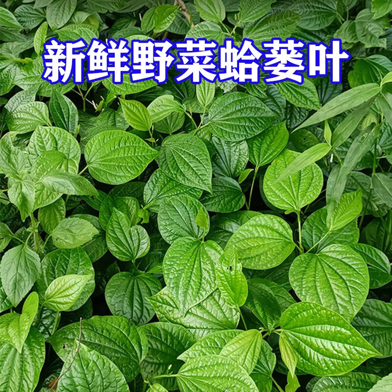 新蒌叶假蒌叶炒田螺哈喽叶饺子馅篓叶1斤