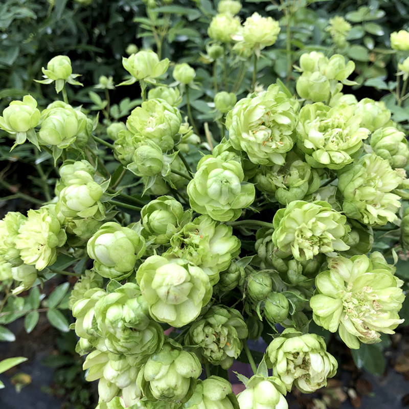 盆栽地栽蔷薇花苗爬藤四季可种植玫瑰花苗室外庭院藤本爬墙花卉植物