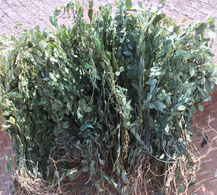 有仁堂来马回瓜子金草干品勒马回辰砂草二月花惊风草野中草药优质来马