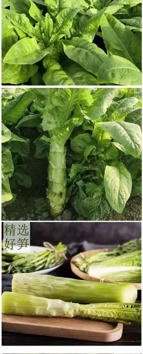 红叶莴笋新鲜香莴苣翠绿香脆农家自种露天特价时令蔬菜大全5斤特级不