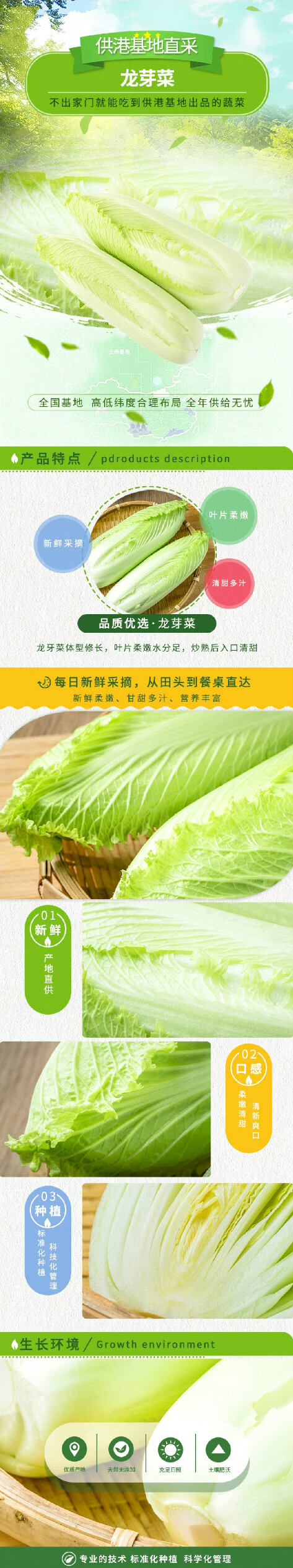 产地直发宁夏供港龙芽菜蔬菜龙牙菜日本绍菜长白菜清甜爽脆软糯甜开水