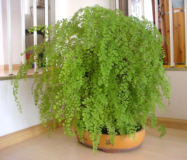 室内植物净化空气盆栽水培植物花草绿植花卉不含盆单盆苗子带盆栽好