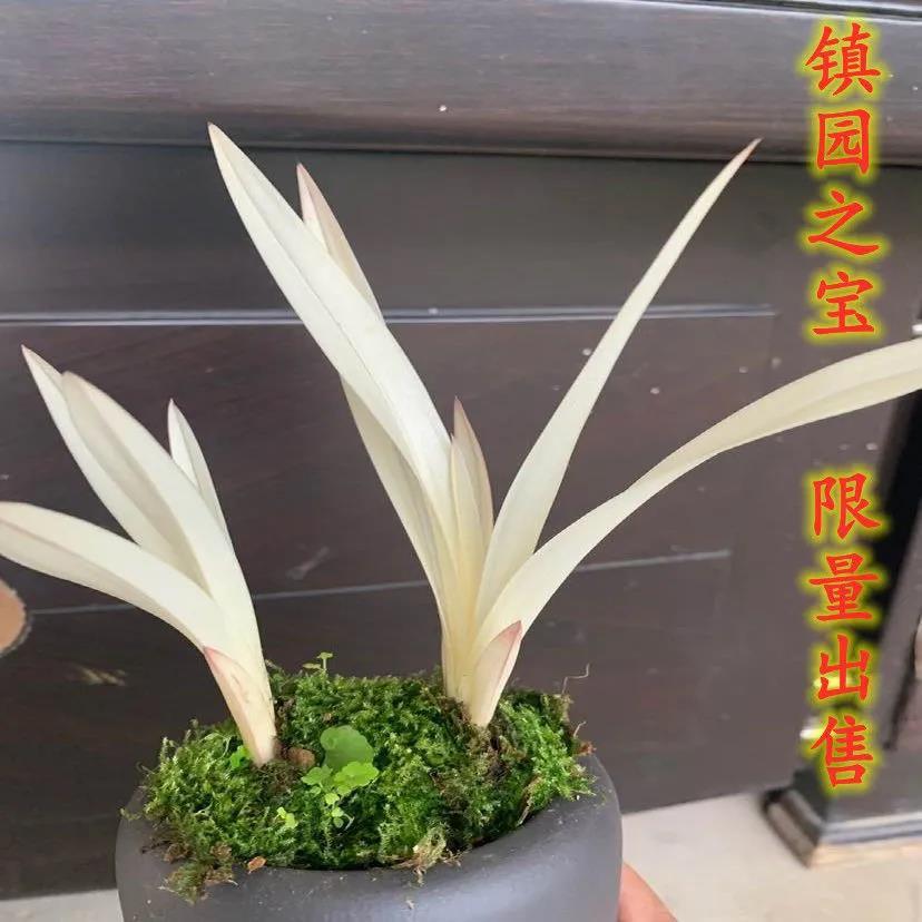 柒悦栖新品矮种蕙兰七彩白叶全白艺兰花精品幼苗室内外绿植花卉盆栽