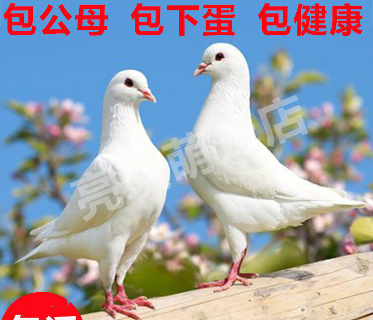 鸽子活体散养下蛋鸽子白羽王肉鸽公棚赛鸽落地王青年鸽健康土鸽子