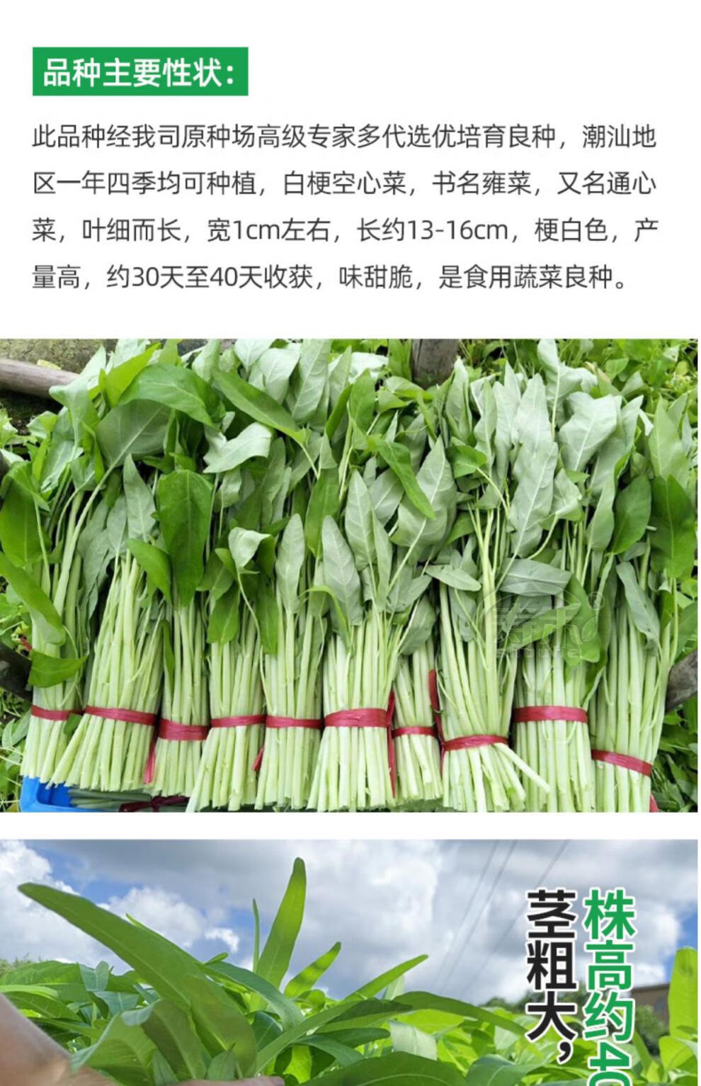 白梗空心菜种子通心菜柳叶种籽南方博白四季籽种蔬菜孑菜籽水上通白梗
