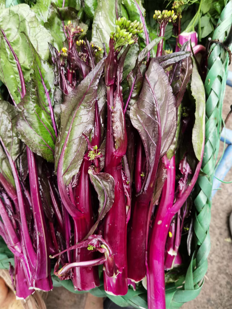 农家红菜苔种子红菜心紫菜薹红油菜芯种籽青菜籽四季蔬菜阳台 农家鲍