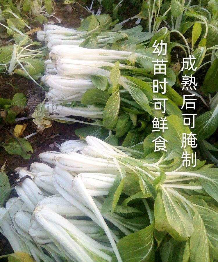 新鲜蔬菜长梗高杆白菜高脚白菜现摘青菜农家自种蔬菜绿叶菜新鲜高杆