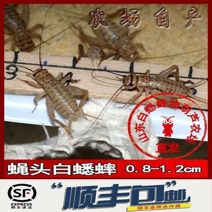 白蟋蟀活体饲料鲜嫩多汁宠物活体饲料白蟋蟀0812cm300只
