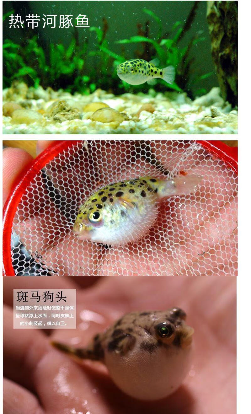 河豚观赏鱼小潜水艇活体气泡鱼宠物潜水艇热带淡水鱼潜水艇23cm1条