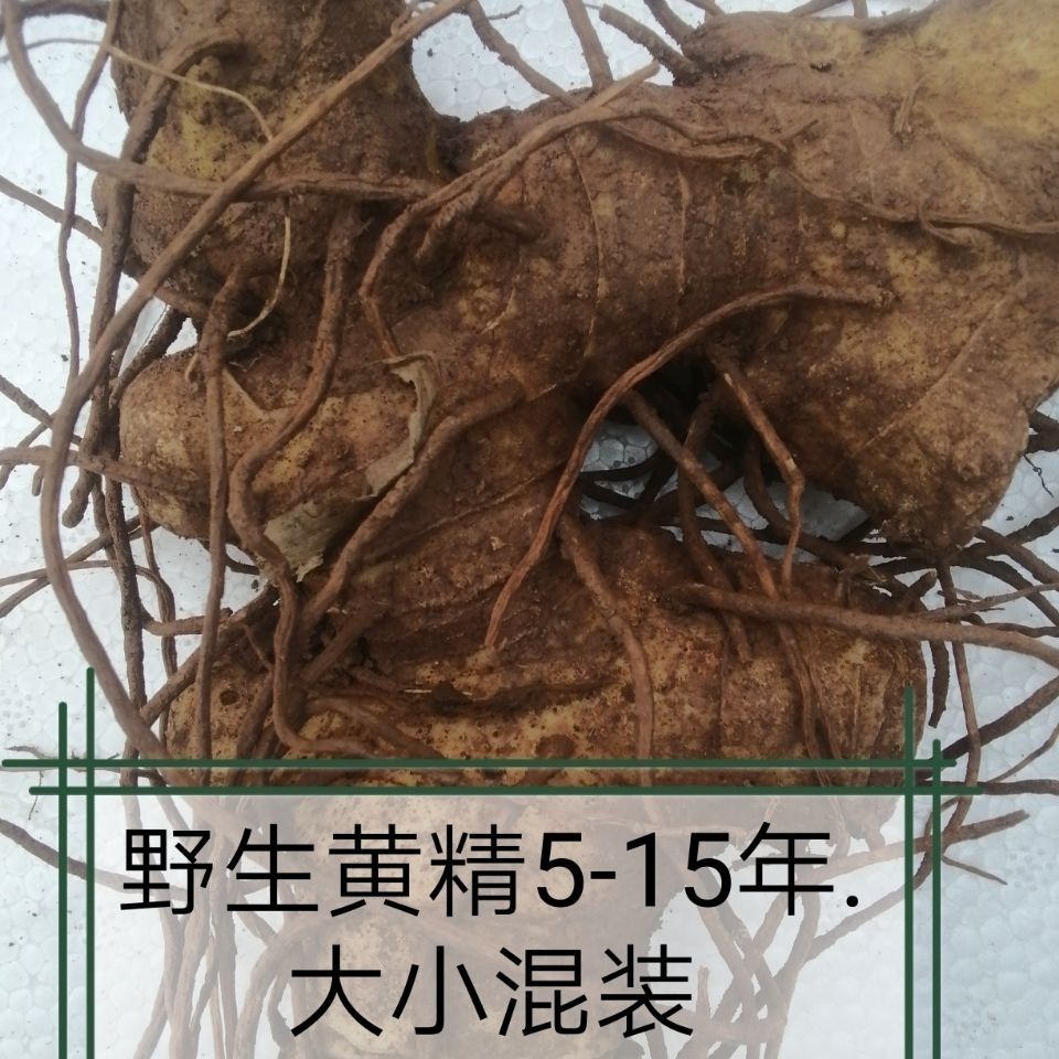 伟博黄精老虎姜大茎块老虎姜天然新鲜黄精510年500g