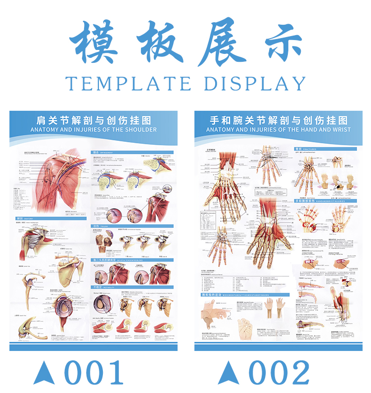 医学足关节解剖示意图人体结构解剖图挂图宣传画骨科宣传健康海报肩