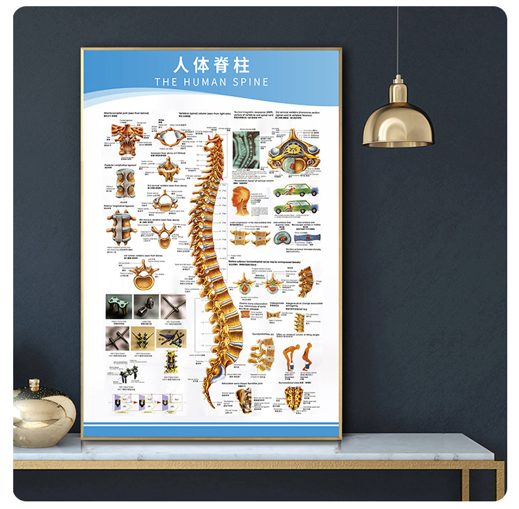 医学足关节解剖示意图人体结构解剖图挂图宣传画骨科宣传健康海报肩