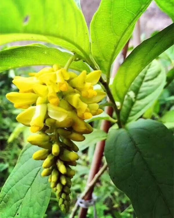 煲汤料倒吊王黄花倒水莲观音串中药材黄花参根黄花远志黄花吊水莲250g