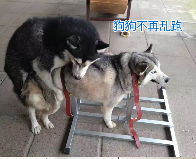 大中小犬配种架配狗架5120斤狗通用法牛柯基柴犬比特马犬德牧等4575