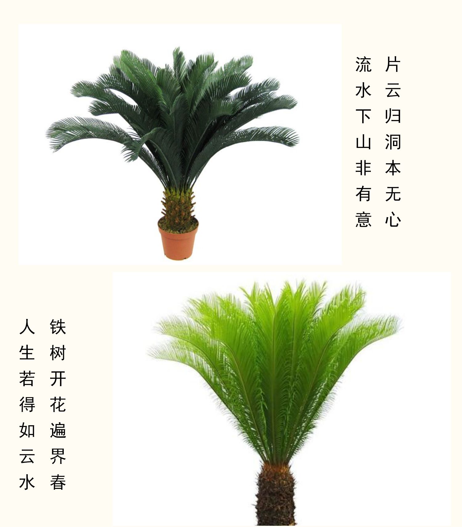 德骊嘉铁树苗苏铁小盆景盆栽绿植室内外四季常青巴西墨西哥铁树满额球