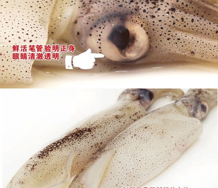 新鲜海兔鲜活海兔子笔管鱼带籽小海兔子海鲜籽乌半斤2斤可选1斤