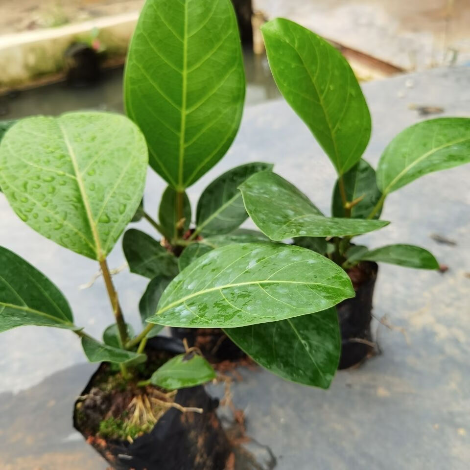 大叶榕树苗高山榕苗耐寒榕树观赏盆景苗室内盆栽绿植高山榕4050高不含