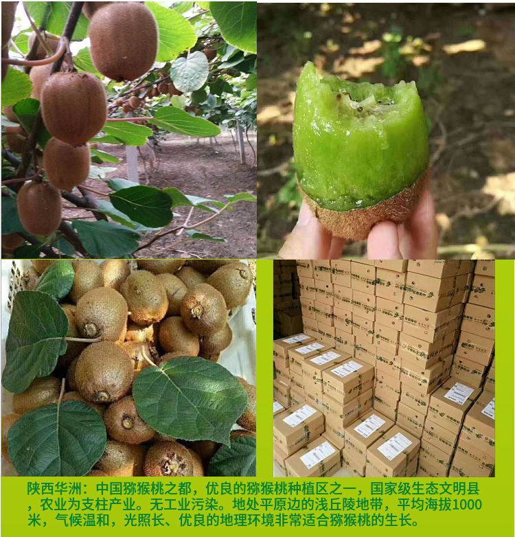 国产原产地:陕西包装形式:礼盒装种类:绿心果品种:秦美货号