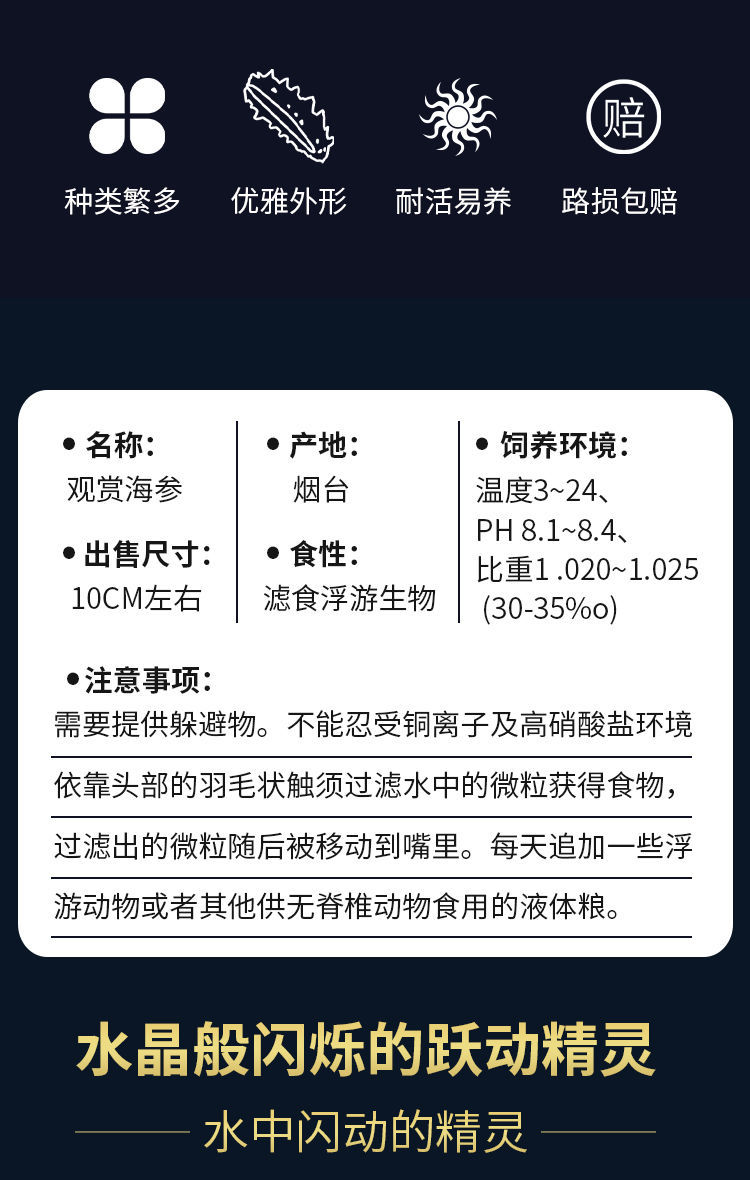 翻砂海参5cm左右一只【图片 价格 品牌 报价-京东