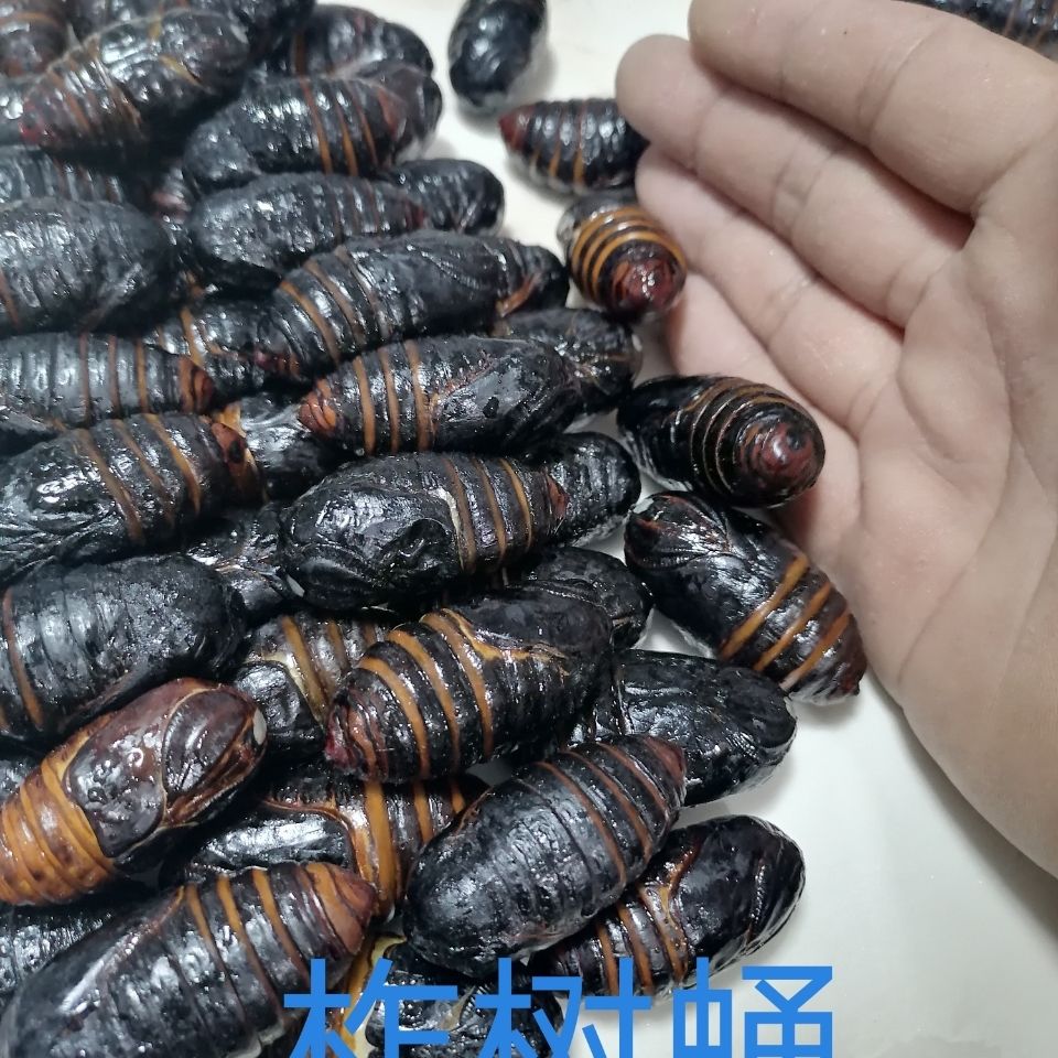 伟博东北特产茧蛹活活蝉蛹茧蛹柞树蛹干煸茧蛹鲜活茧蛹黑蛹每斤63个