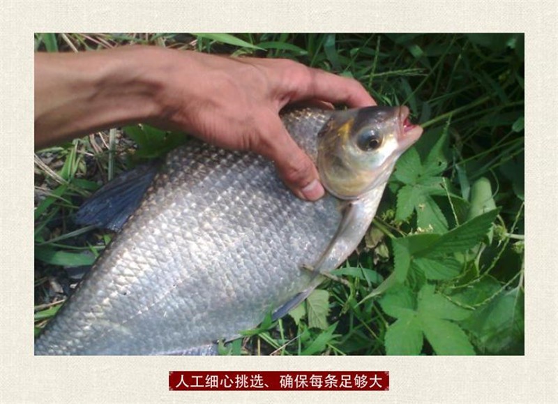春光岛新鲜鳊鱼武昌鱼鲜活现杀淡水鱼大菜园烧烤食材400500g3条