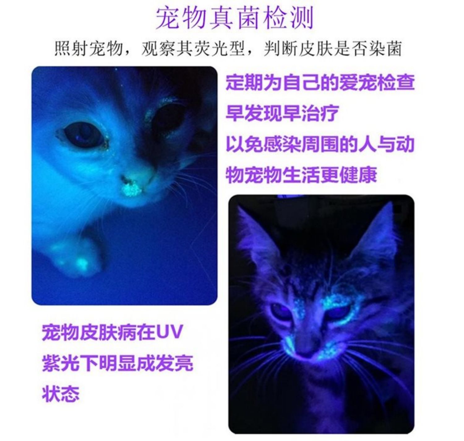 猫癣灯伍德氏灯照猫藓宠物猫尿菌紫光钱币收藏鉴定荧光检测uv灯c8lguv
