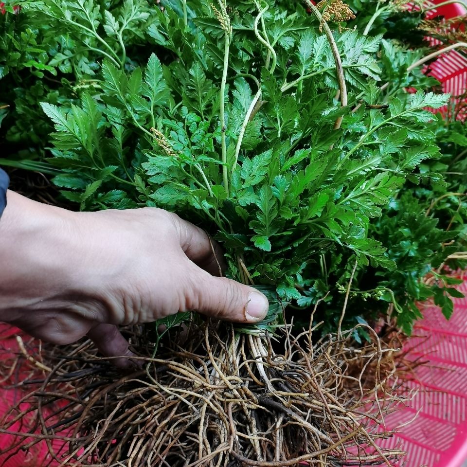 伟博贵州草药小春花500克 新鲜阴地厥一朵云破天云独立金鸡散血叶