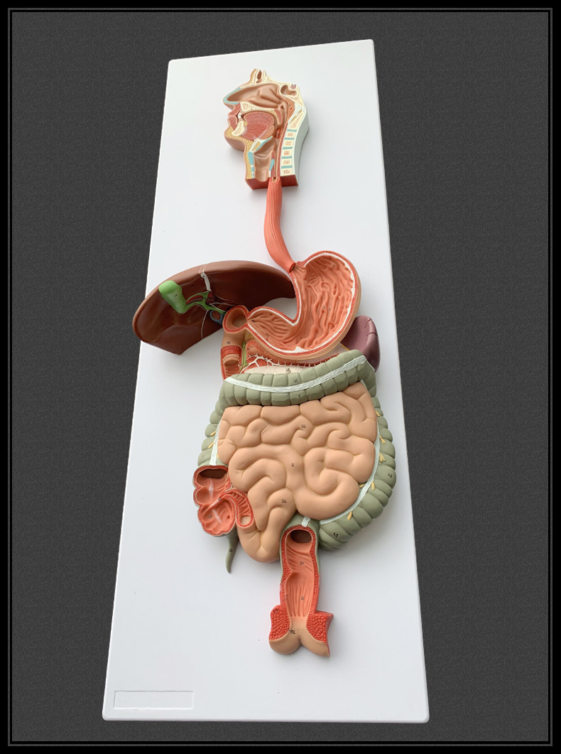 人体消化系统模型消化道胃冠状剖面鼻咽喉大小肠胃解剖模型