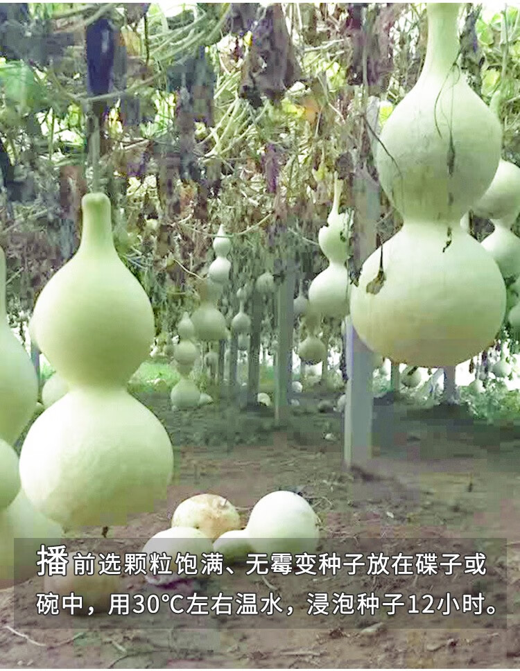 种菜记 巨型特大葫芦种子 大亚腰文玩酒葫芦籽 阳台盆栽庭院爬藤观赏