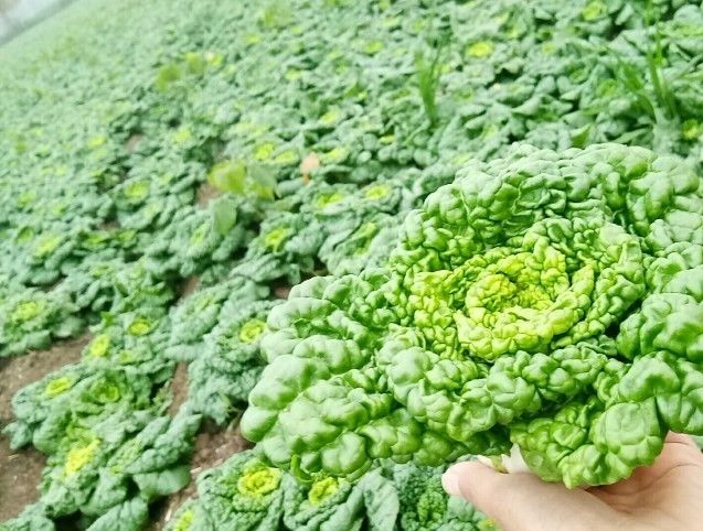 黄心乌现挖新鲜黄心菜塌地乌黄心菊花菜乌塌菜皱叶小白菜农家蔬菜3斤