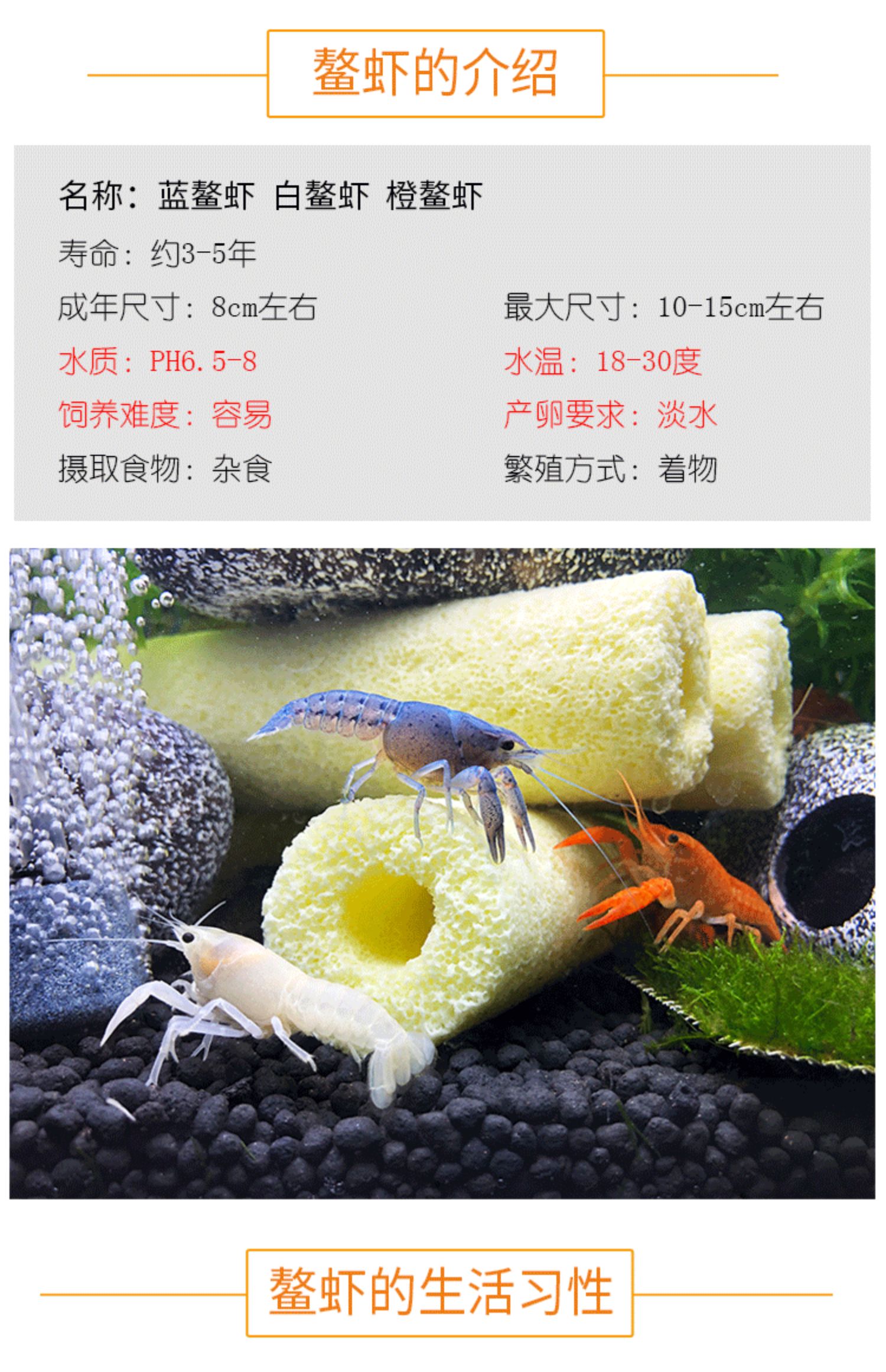佛蓝鳌虾冷水观赏宠物虾佛兰熬虾佛罗里达蓝橙白敖螯虾活体蓝鳌虾46cm