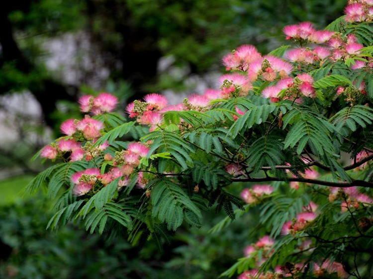 合欢树苗庭院公园别墅风景树绿化植物合欢花树苗合欢树盆栽盆景合欢