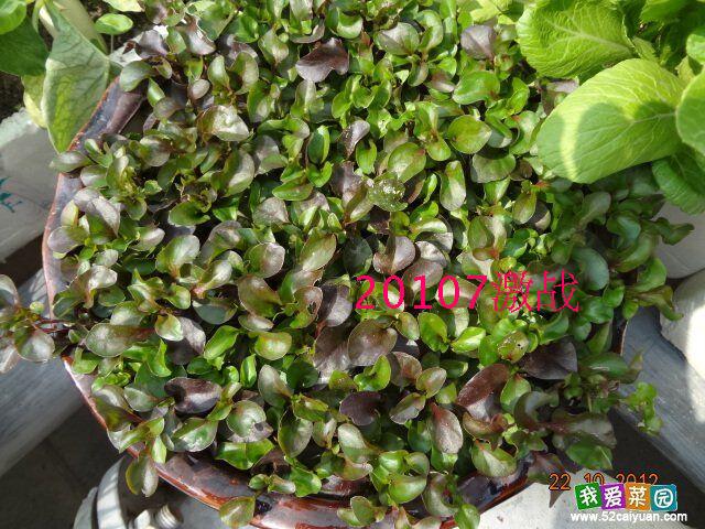 楼顶阳台种菜红枸杞菜种苗鱼腥草旱地西洋菜紫苏中苗紫苏苗20棵不含盆