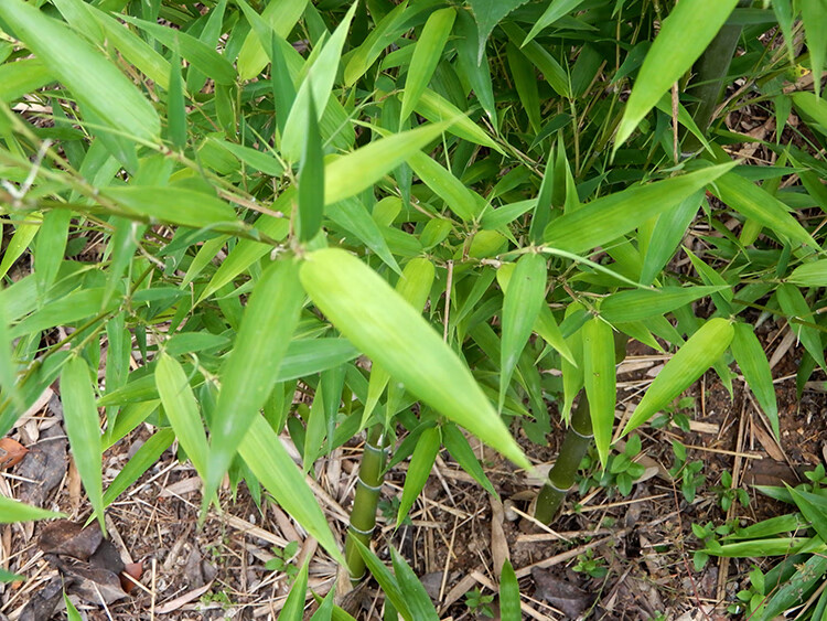 新鲜竹叶山竹叶1斤中药材晒干绿竹叶茶扫帚竹叶青竹叶茶