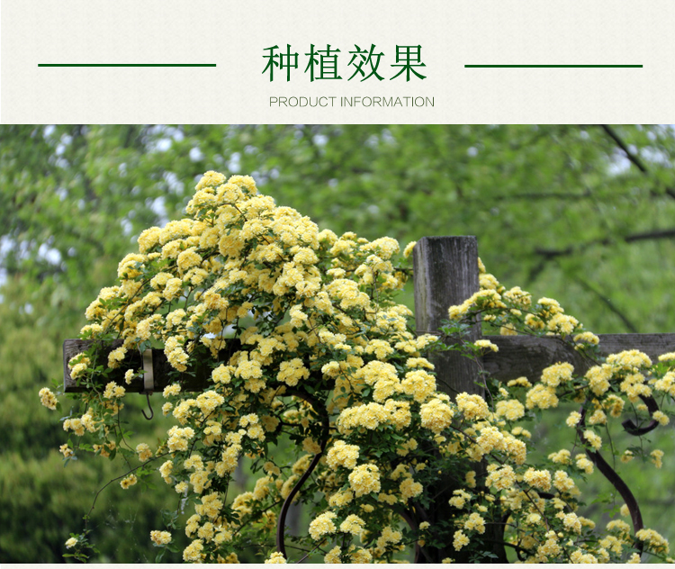 重瓣黄木香花苗甜蜜红木香苗爬藤植物庭院浓香四季七里